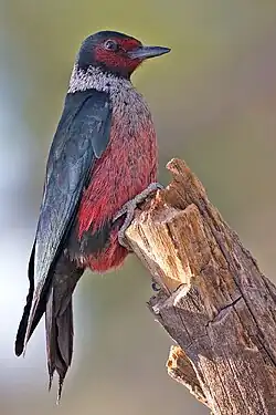 Blutgesichtspecht (Melanerpes lewis)