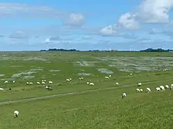 Salzwiesen „Buscher Heller“ am Ostufer der Leybucht. Über der linken Baumgruppe hinter dem Deich der historische Sendemast von Norddeich Radio