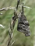 Schwarzbraune Flügelunterseiten eines Falters in Schutzstellung