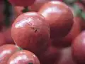 Früchte