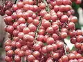 Fruchtstand