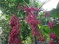 Habitus und Fruchtstand