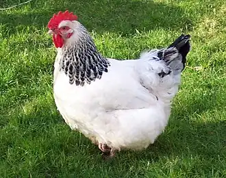 Sussex (Huhn)