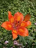 Nahaufnahme der Lilium bulbiferum var. bulbiferum