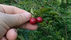 Zitronenbeere