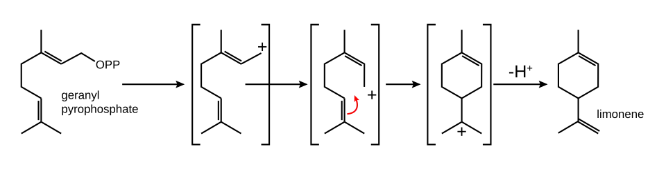 Biosynthese aus Geranylpyrophosphat (GPP)