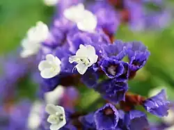 Limonium spectabile