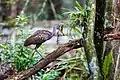 Corkscrew Swamp Sanctuary (USA) (abgebildet ist ein Rallenkranich)