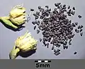 Die Kelchblätter sind so lang wie die Kapselfrucht.
