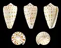 Conus spurius