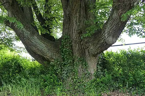 Der Stamm der Linde