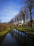 Lindenallee der Wallanlage