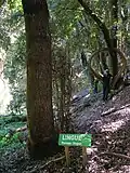 Persea lingue im Parque Coyanmahuida