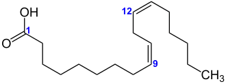 Struktur von Linolsäure