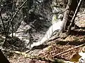 Wasserfall des Linsenbachs direkt am Burgberg