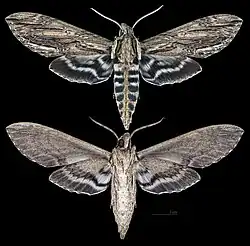 Lintneria merops