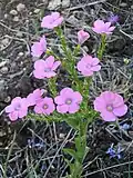Weichhaariger Lein[9] (Linum pubescens)