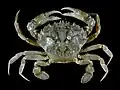 Liocarcinus vernalis, eine Echte Krabbe