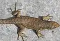 Liolaemus bellii