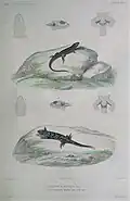 Liolaemus lemniscatus & Liolaemus magellanicus im Atlas zu Voyage au Pôle Sud