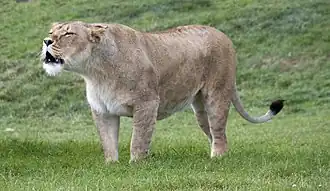 Löwe, Weibchen