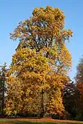 Tulpenbaum in Morlanwelz-Mariemont, Belgien