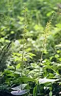Großes Zweiblatt (Listera ovata)