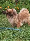 Ein Pekingese 2013