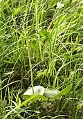Großes Zweiblatt (Listera ovata)