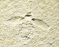 Schabe Lithoblatta lithophila