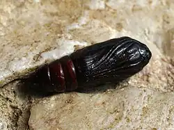 Puppe ventral