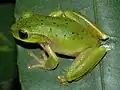 Ranoidea barringtonensis