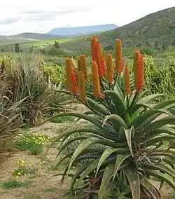 Schutzgebiete der Sukkulenten-Karoo