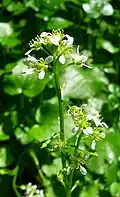 Habitus