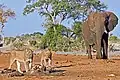 Löwen und Elefanten im Chobe-Nationalpark
