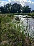 Derselbe Teich im August 2025