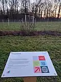 Gepflanzte „Friedenslinde“ im Bürger-Klimapark (Dezember 2025)