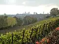 Kurz vor der Weinlese im Oktober 2009