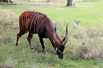 Bongo