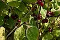 Beeren