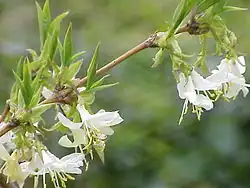 L. fragrantissima