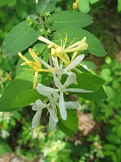 L. morrowii
