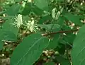 Blüten