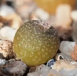 Lophophora fricii (Keimling)