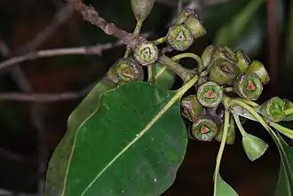 "Brush Box" (Lophostemon confertus)