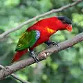 Erzlori im Jurong Bird Park, Singapur