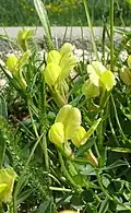 Zygomorphe Blüten