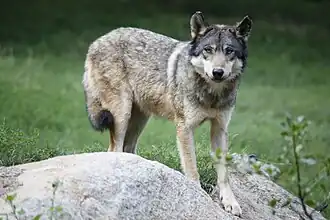 Wolf