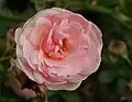 ‘Lovely Meidiland’, Meilland, 1999