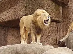 Löwe